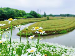 -花开海上生态园