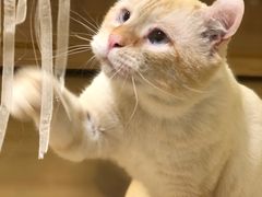 -猫腻·猫咖·撸猫馆(星光大道店)