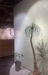 点击看大图 -LILY NAILS美甲美睫