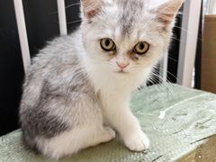 -猫咪派对(江南西店)