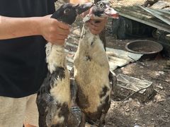 -坛南湾阿强农家乐.海鲜大排档老字号(福州地标美食店)
