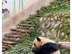 -中国大熊猫保护研究中心雅安碧峰峡基地