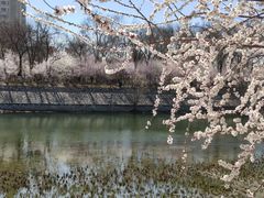 -桃花堤公园