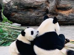 -都江堰中华大熊猫苑