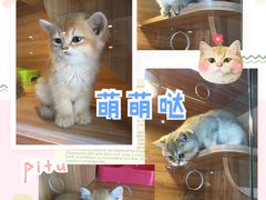 -猫十亿·布偶金渐层·曼基康矮脚猫舍(青年路店)