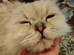 -猫猫幼稚园·撸猫·桌游·电玩