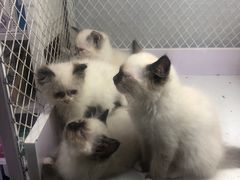 -喵的天空名猫咖啡馆·撸猫·猫舍·用品