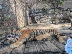 -贵州森林野生动物园