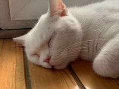 -猫的茶·猫咖