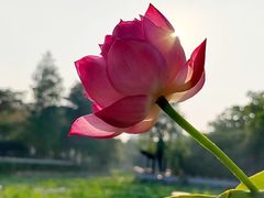 -莫愁湖公园
