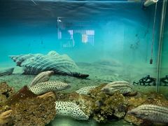 -泉州海丝野生动物世界