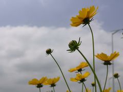 -莲花山花海
