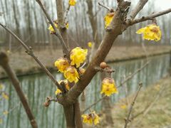 -合肥滨湖国家森林公园