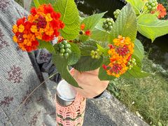 -东梓关景区村庄