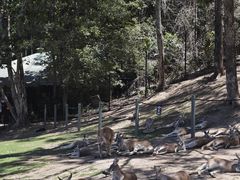 -可伦宾野生动物保护区