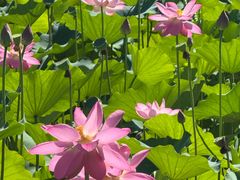 -东郊湿地公园