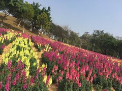 -松山湖梦幻百花洲
