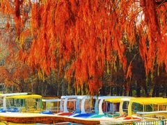 -上海海湾国家森林公园