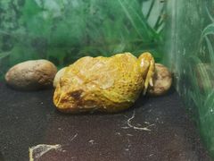 -上海大自然野生昆虫馆(东方明珠·爬宠昆虫探索中心)