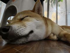 -柯斗斗主题餐厅·狗咖·围炉煮茶·茶饮(国瑞升平里店)