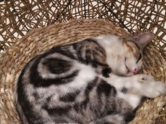 -飞行喵MR PILOT|猫舍·猫咖(静安大融城店)