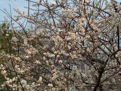 -广州市流溪河国家森林公园