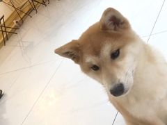 -柴源莊·柴小宠柴犬咖啡