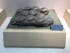 -嘉荫恐龙国家地质公园