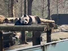 -都江堰中华大熊猫苑