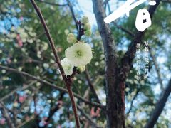 -梅花山(明孝陵内)