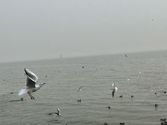 -深圳湾公园(南山区)