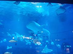 -烟台海昌鲸鲨海洋公园