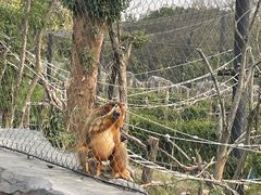 -武汉动物园