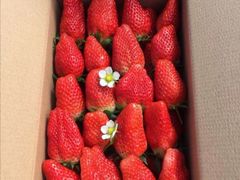 -尚田草莓姑娘白草莓采摘基地