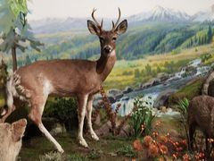 -陕西自然博物馆