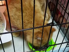 -安安宠医宠物医院·异宠·犬猫内科(岳阳分院)