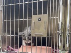 -动物缘宠物医院·骨科·猫科(西二环店)