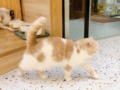 -滚猫咖啡·猫咖·猫友好撸猫(未来城店)
