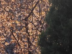 -烟台山景区