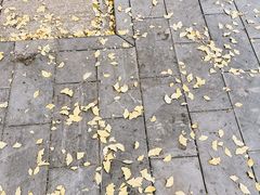 -北京国子监胡同