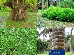 -中国科学院西双版纳热带植物园