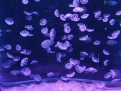-欢乐海岸海洋奇梦馆