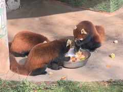 -青藏高原野生动物园