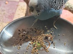 -上海大自然野生昆虫馆(东方明珠·爬宠昆虫探索中心)