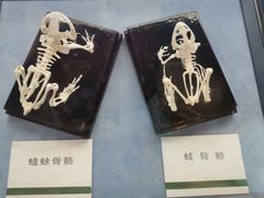 -浙江自然博物院(杭州馆)