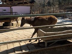 -青藏高原野生动物园