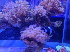 -海合安青岛极地海洋公园