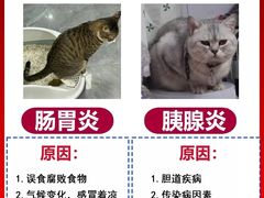 -博特宠物医院24h犬猫全科.骨科·异宠