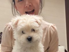 -翊宠yipet猫狗购宠庄园犬舍•猫舍