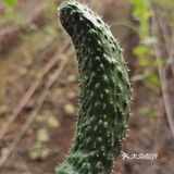 下乡抢菜
